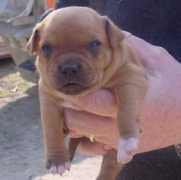 staffords.it Cucciol