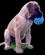dellavaldinoce.com Cuccioli