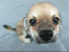 ecoblog.it Cuccioli