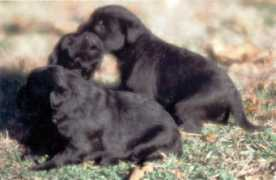 anthrax.it Cuccioli