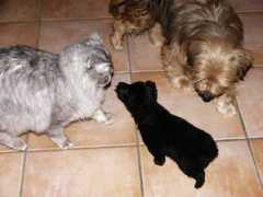 lidaolbia.it Cucciolina