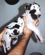 castellodellerocche.it Cucciolina