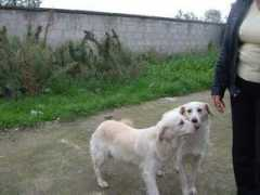 digilander.libero.it Cucciolino