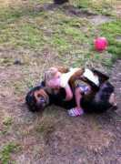 rottweiler-delbracciale.com Cucciolona