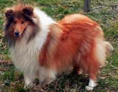 colliesinitaly.it Cucciolona