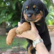 bachecaannunci.it Cucciolona