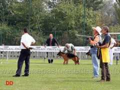 canepastoretedesco.info Cucciolone