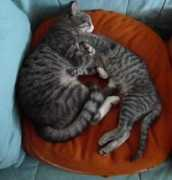 zampalesta.it Cucciolotta