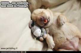 Cucciolotto