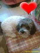 Cuchito