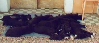 deicapovilla.it Cucioli