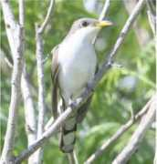 davesnaturephotos.com Cucko