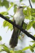 Cuckoo