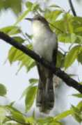 Cuckoo
