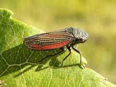 bugguide.net Cuerna