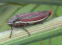 bugguide.net Cuerna