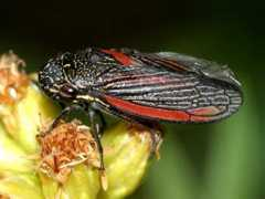 bugguide.net Cuerna
