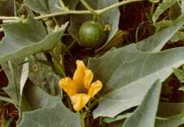 spuds.agron.ksu.edu Cufo