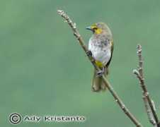orientalbirdimages.org Cugun