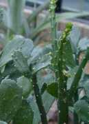 gardeninginarizona.com Cuija