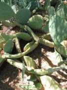 desert-tropicals.com Cuija