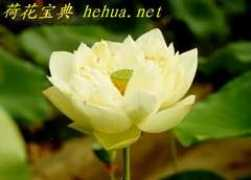 hehua.net Cuiyun
