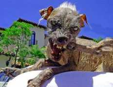 Cujo