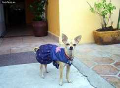 todoperro.es Cukys