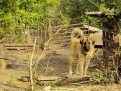 foursoftpaws.yuku.com Culincu