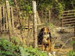 foursoftpaws.yuku.com Culincu