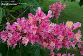 davesgarden.com Cultivar