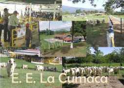 bibliofcv.veter.ucv.ve Cumaca