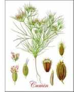 Cumin