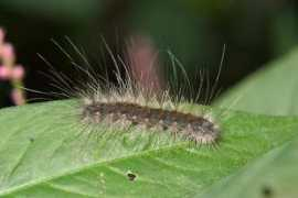 bugguide.net Cunea