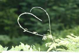 Cuore