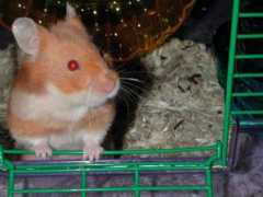 Cupic