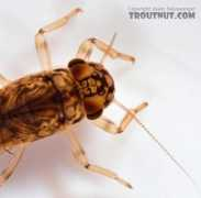 troutnut.com Cupida