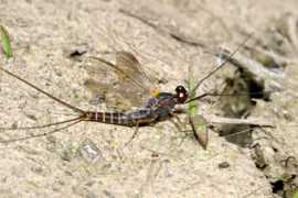 bugguide.net Cupida