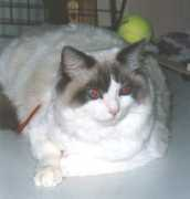 finragdolls.net Curaso