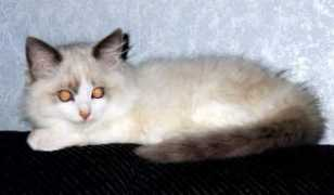 finragdolls.net Curaso