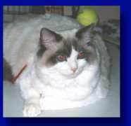 finragdolls.net Curaso