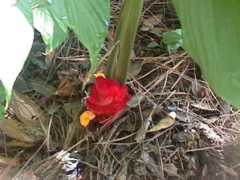 pecanlakefarm.com Curcuma