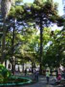 Curico