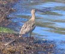 Curlew