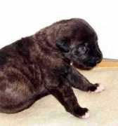 irish-wolfhound.be Curoi