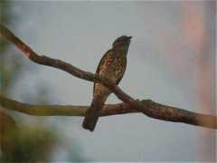 northamptonshirewildlife.co.uk Curol