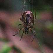 crawford.tardigrade.net Curtisi