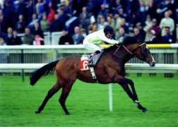 woodfieldfarmstud.com Curtt