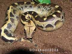reptarium.cz Curtus