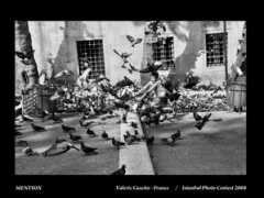 Cuscito